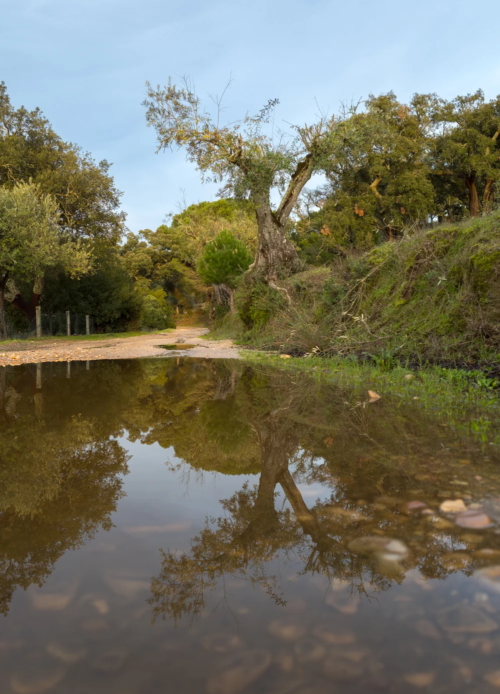 Olivier et chemin de terre se reflétant dans une flaque après la pluie, à Ponte de Sor au Portugal, en décembre 2019.